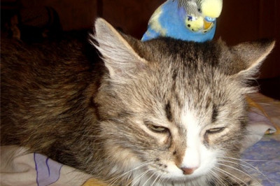 Наглость конечно счастье, но недолгое 