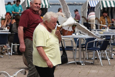 Наглые и голодные чайки 