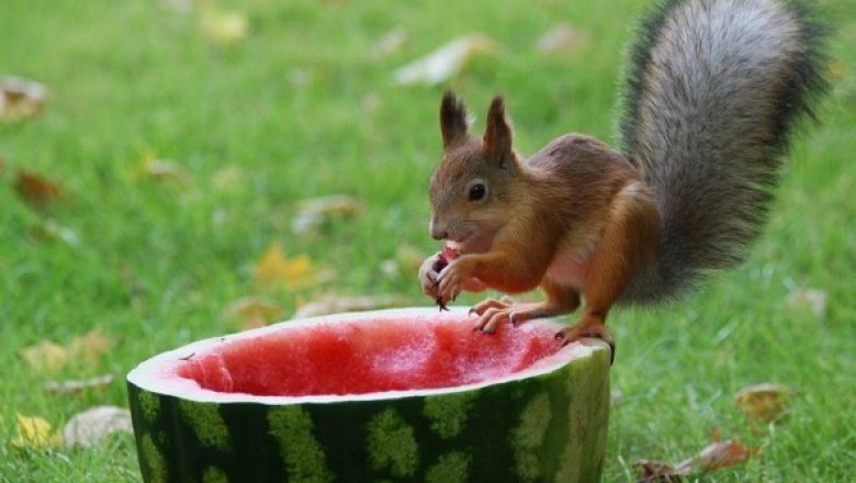 Любители арбузов