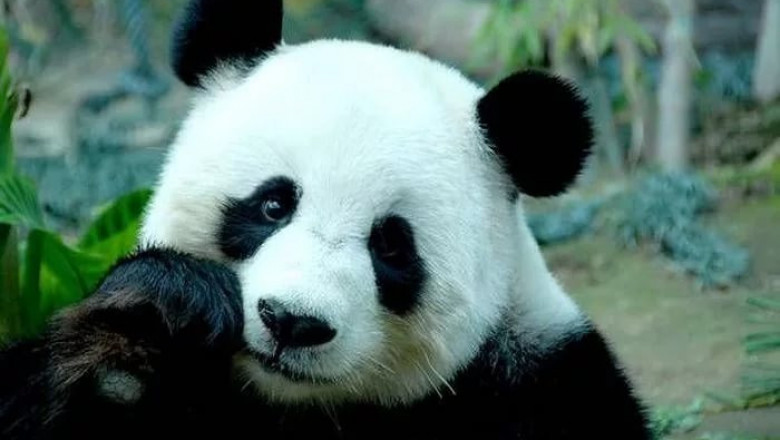 Неуклюжие панды 