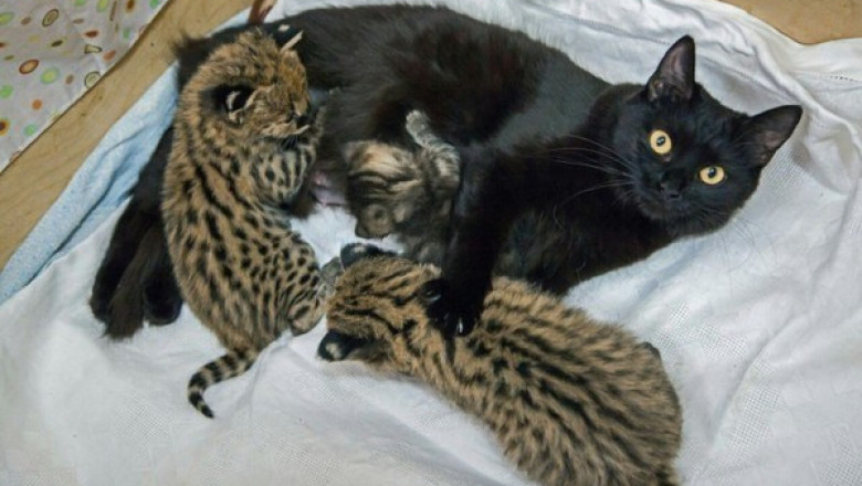 Приёмные мамочки 