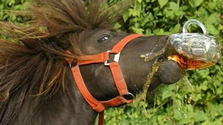 Животные охлаждаются пивком 