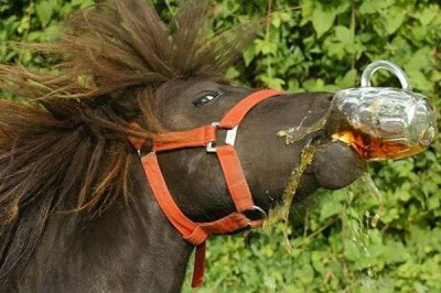 Животные охлаждаются пивком 