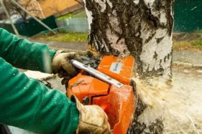 Дерево взбунтовалось 