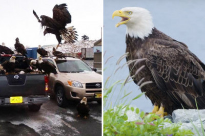 Белоголовый орлан на Аляске 