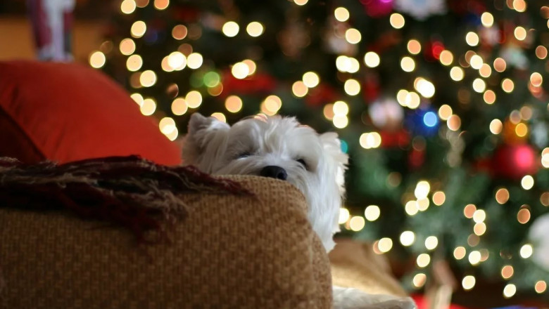 Собака и Рождественская ёлка 