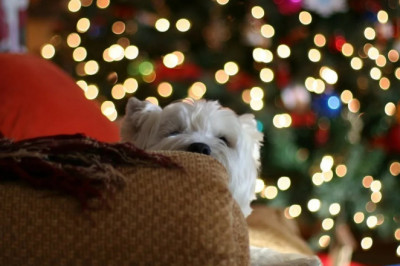 Собака и Рождественская ёлка 