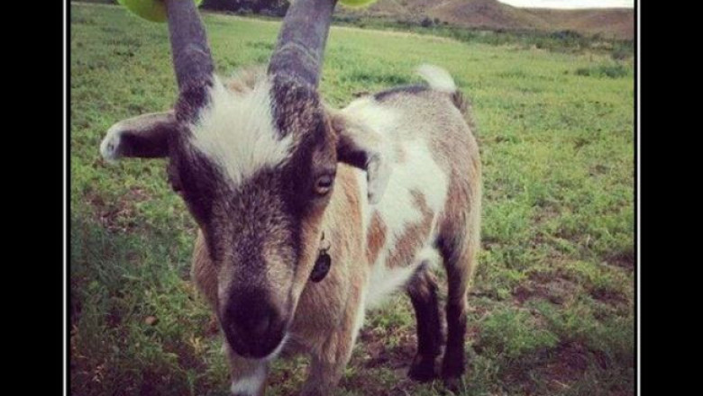 Все средства хороши 