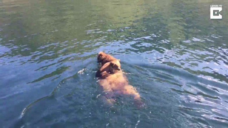 Медведица с медвежатами 