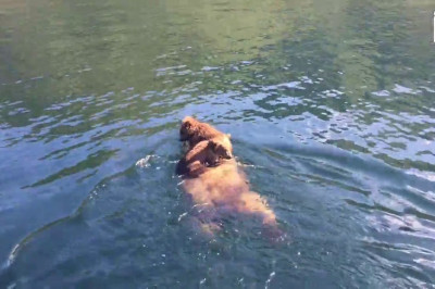 Медведица с медвежатами 