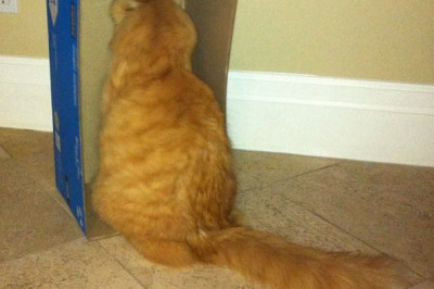 Хозяин наказал кота