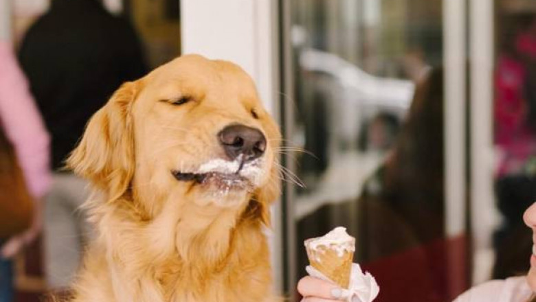 Десерт для домашнего питомца 