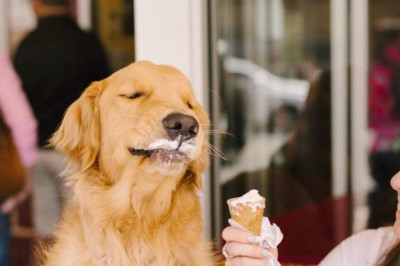 Десерт для домашнего питомца 