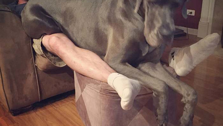 Крупные породы собак 