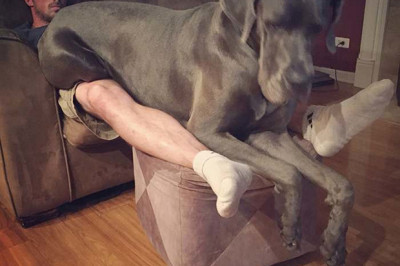 Крупные породы собак 