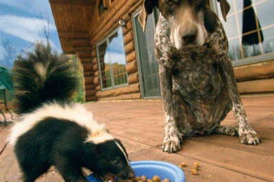 Наглость среди животных 