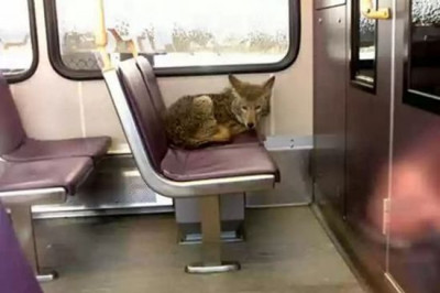 Бесплатный проезд для животных 