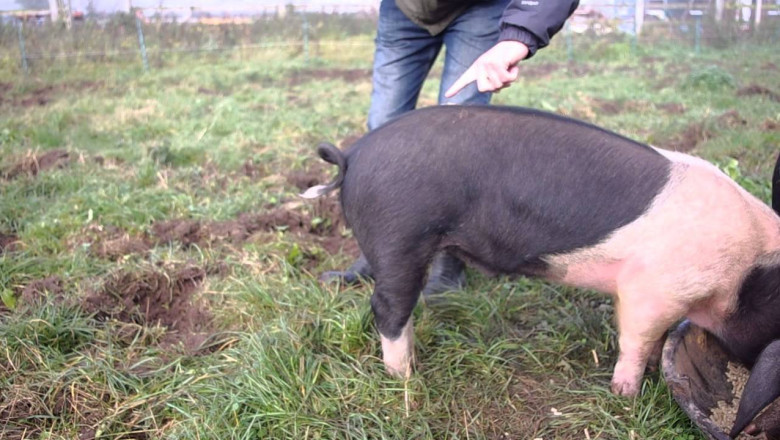 Как выпрямить свинье хвост 