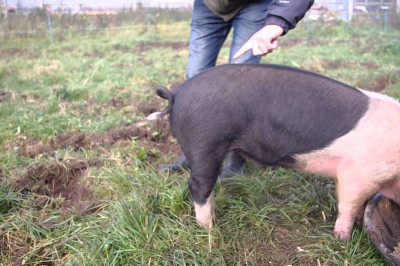 Как выпрямить свинье хвост 