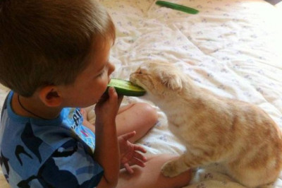 Коты перешли на вегетарианское меню 