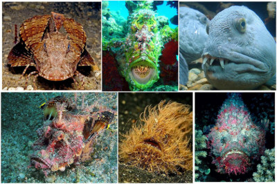Подводные монстры 