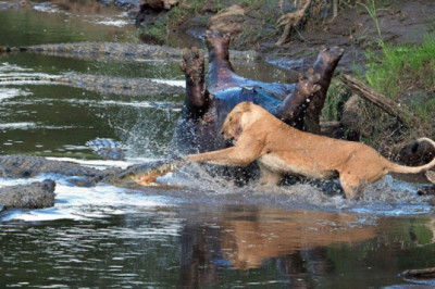 Противостояние львицы против крокодилов 