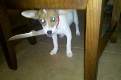 Опасные животные с ножами 