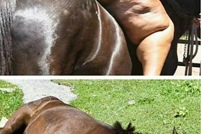 Трудный у лошадки был день 