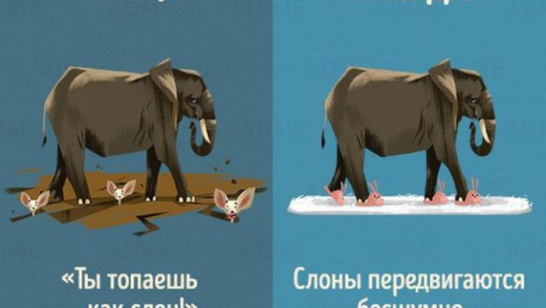 Мифы и правда о животных