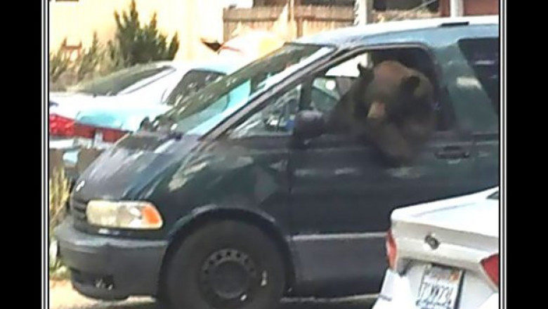 Животные за рулем авто