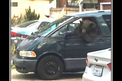 Животные за рулем авто