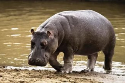 Бегемоты отбили у крокодила антилопу 