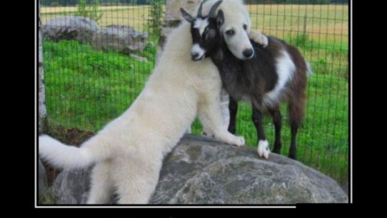 Любовь может быть очень злой 