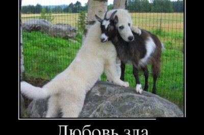 Любовь может быть очень злой 