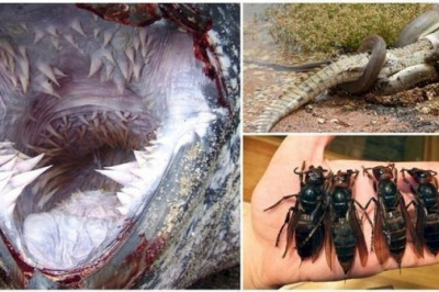 Дикая природа : беспощадная и жестокая 