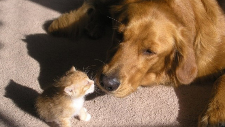 Из мира забавных животных 