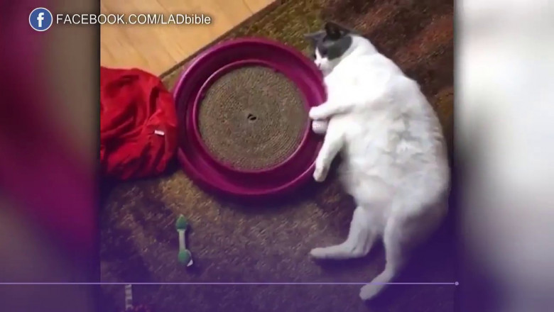 Кот-меланхолик 