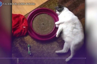 Кот-меланхолик 