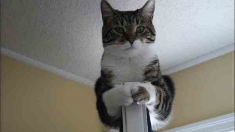 Кот отдыхает на дверях 