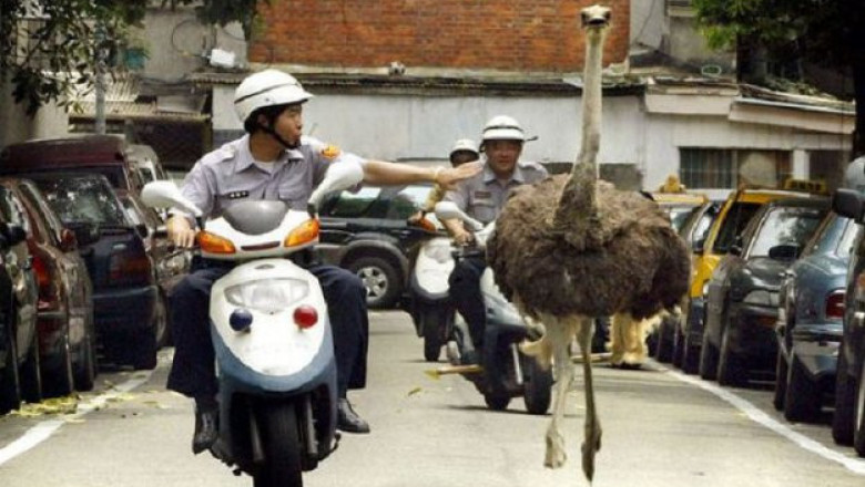 Веселые моменты с полицейскими