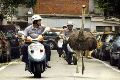 Веселые моменты с полицейскими