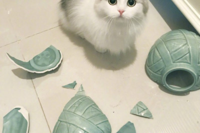 Забавное в картинках 