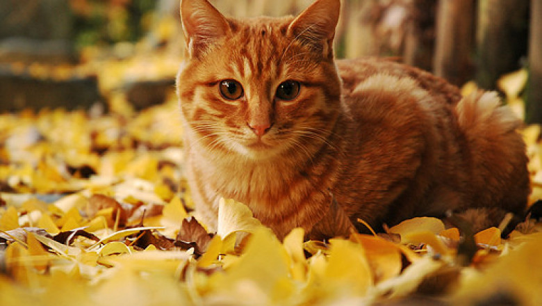 Осенние котики 