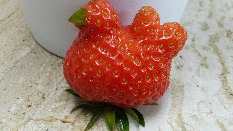 Шалости природы 