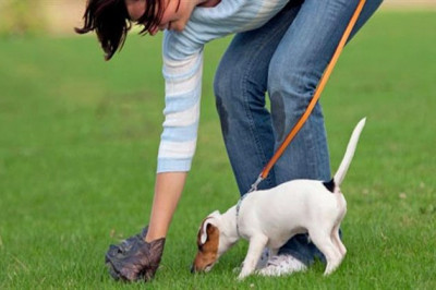 Почему для собак не придумали туалет?