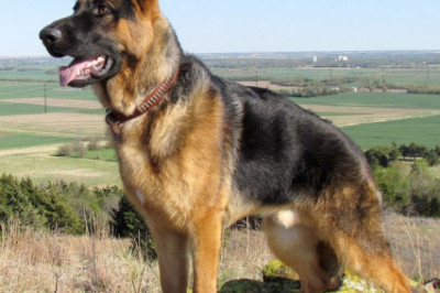 Собака со странной кличкой