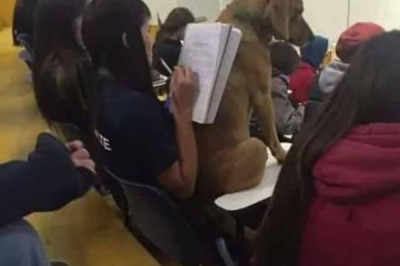 Животные на лекциях 