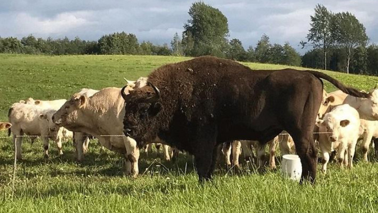 Белорусский зубр подружился с латвийскими коровами 