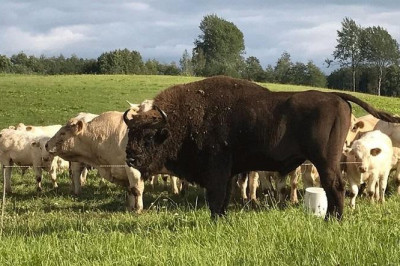 Белорусский зубр подружился с латвийскими коровами 