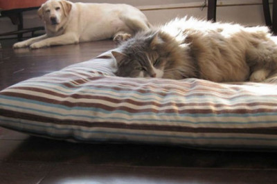 Обнаглевшие котэ